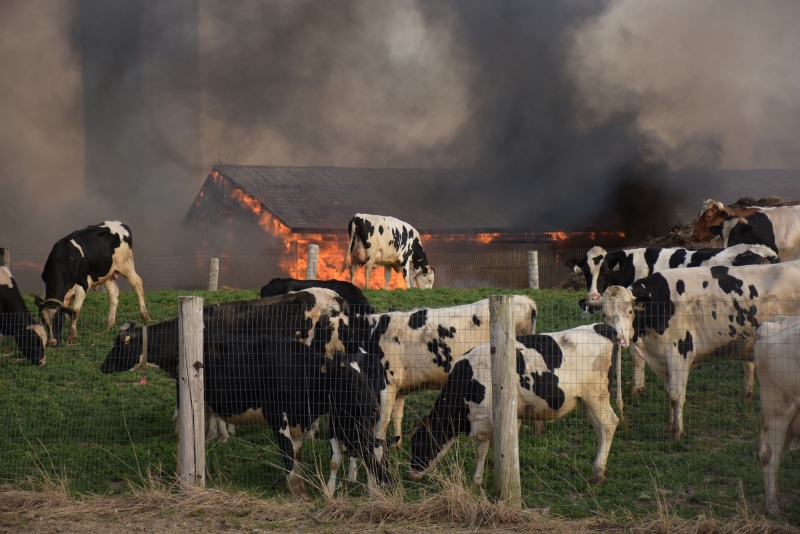Over 100 cows perish after massive fire at Jobin Farms in Tecumseh, Ont., on Monday, April 18, 2016. (Courtesy Kati Panasiuk)