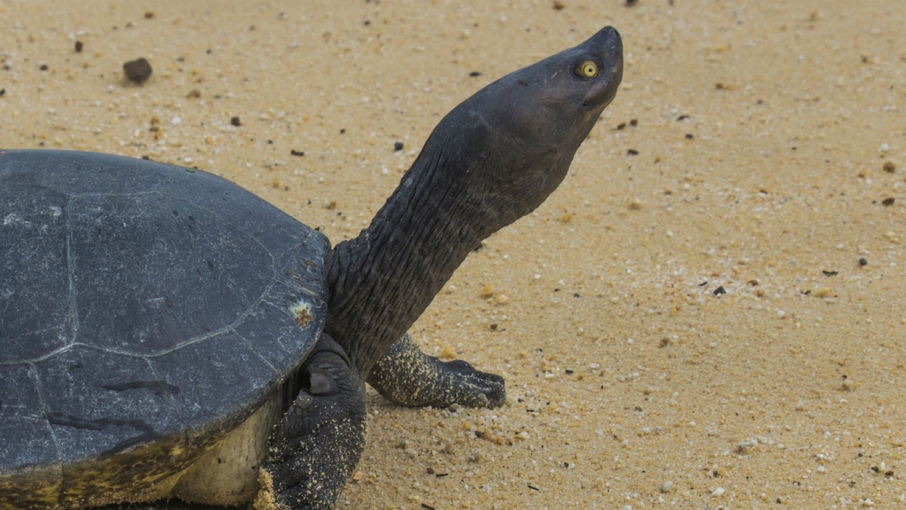 Cambodian Royal Turtles face extinction
