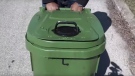 A screen grab image from a new 10-second teaser video from the City of Toronto for the launch of the raccoon-resistant green bins. (City of Toronto)