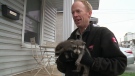 Wildlife specialist Marc Chubb with baby raccoons.