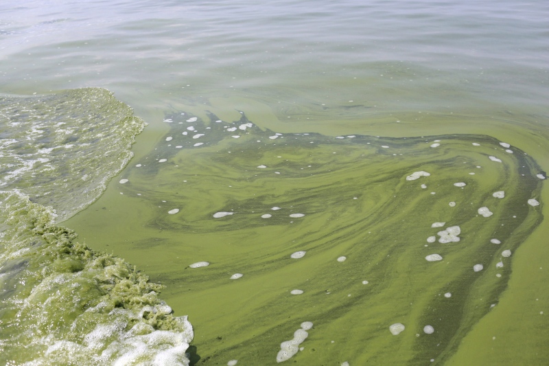 In this Aug. 3, 2014 file photo, an algae bloom covers Lake Erie near the City of Toledo water intake crib about 2.5 miles off the shore of Curtice, Ohio. (Haraz N. Ghanbari / The Canadian Press)