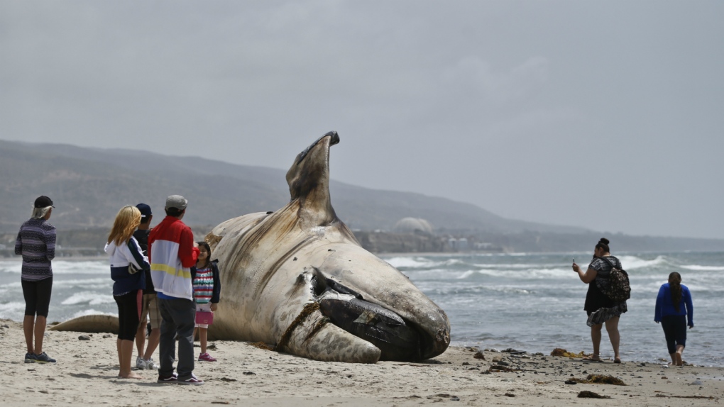 Onlookers look at dead whale in California