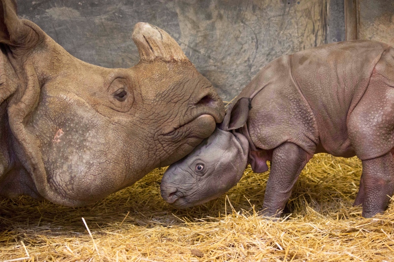 The Toronto Zoo's baby Indian rhino snuggles with its mother in a recent handout photo. 