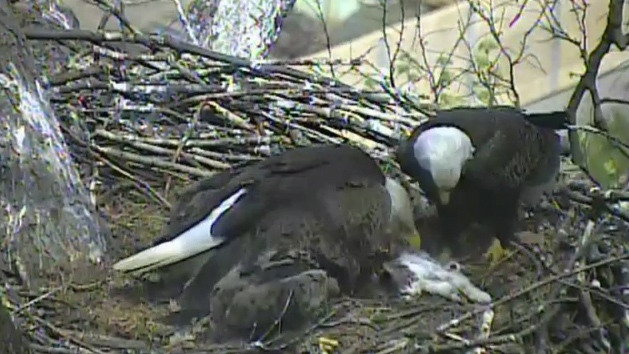 Bald eagle feeds cat to babies