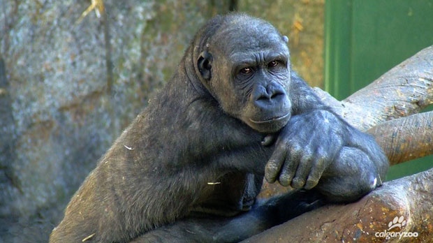 Zuri - Calgary Zoo gorilla