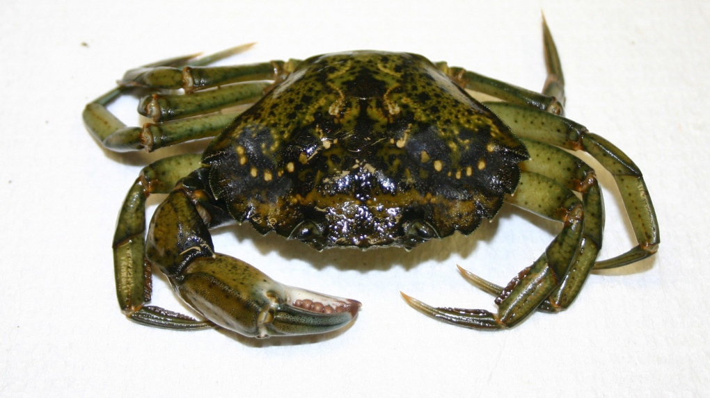 European green crab