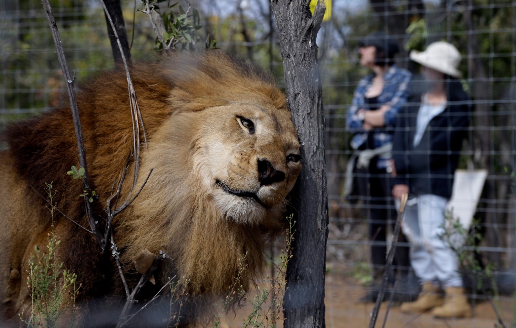 Lions rescued  -- gallery