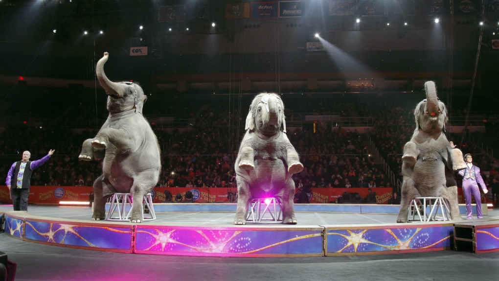 Elephants perform at a Ringling Bros. circus
