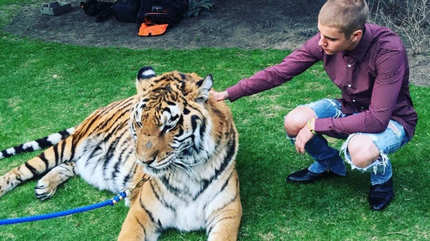 Bieber with tiger