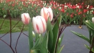 Canada 150 tulip unveiled Monday