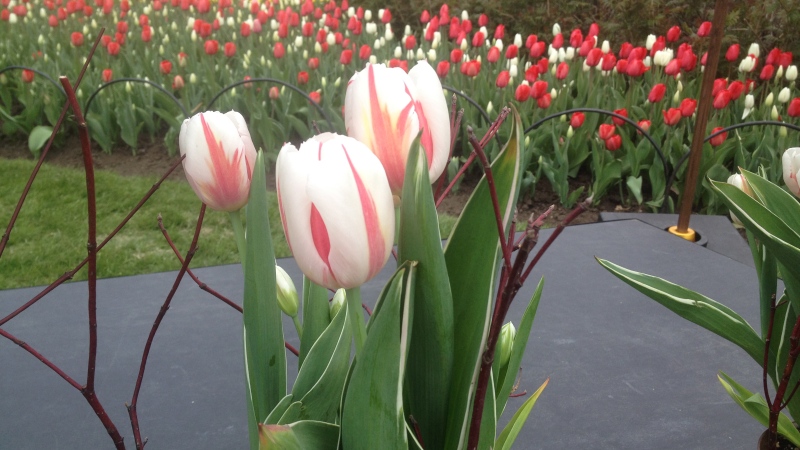 Canada 150 tulip unveiled Monday