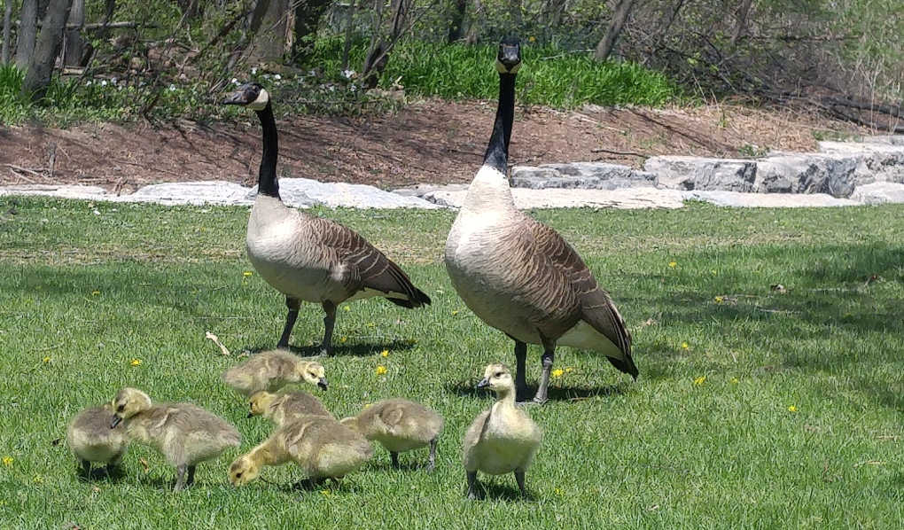 Geese and goslings