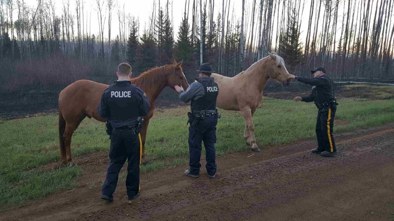 RCMP Horse rescue