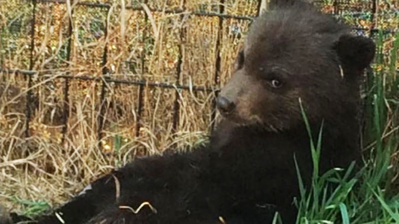 Bear cub put down after being brought home