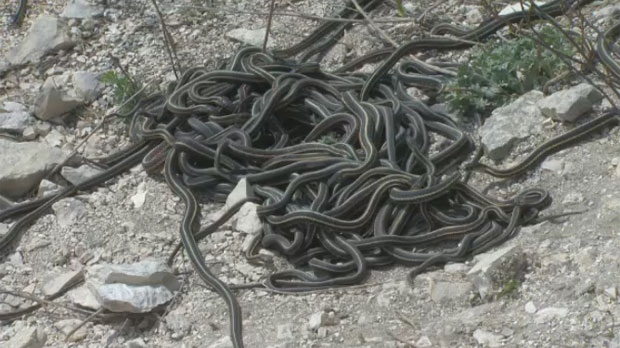 매니토바 주정부는 방문자들이 안전을 위해 나르시스 뱀 서식지(Narcisse Snake Dens)를 폐쇄해