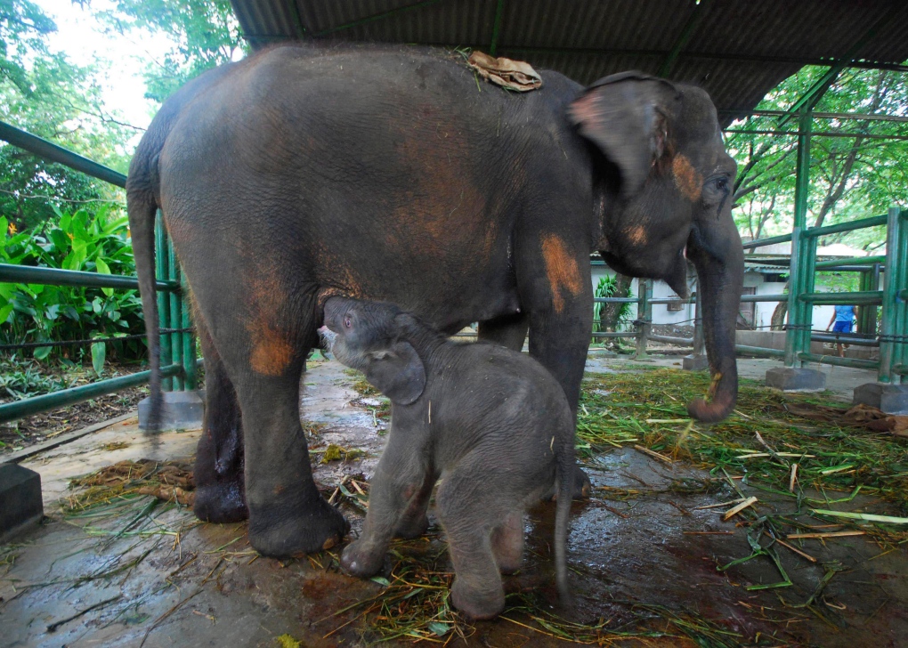 Sumatran elephant 