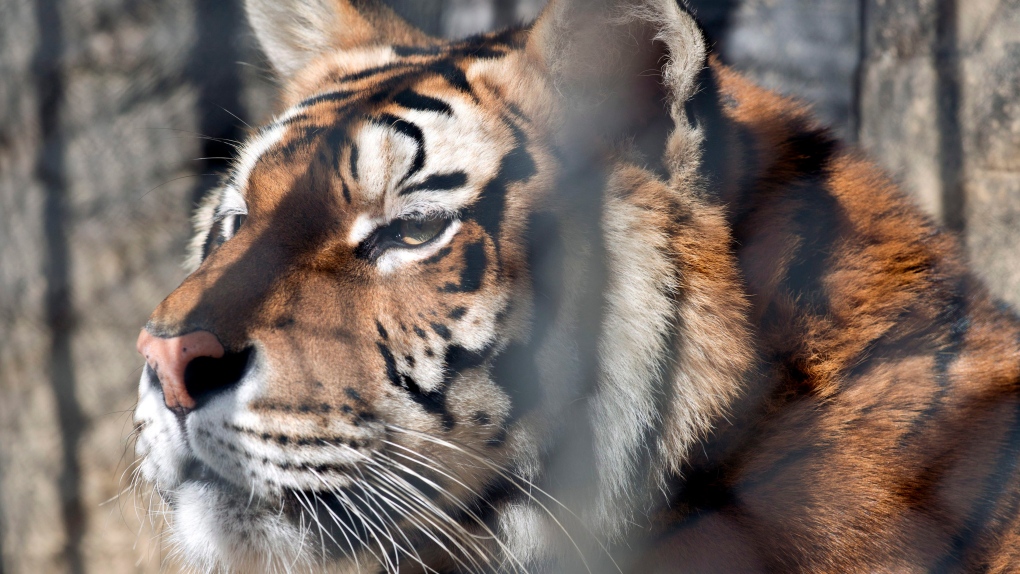 Tiger sanctuary 