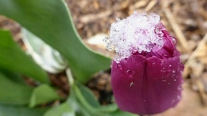 CTV Barrie: Spring Snow