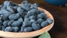 Haskap berries could be the new superfood. (THE CANADIAN PRESS/HO - Haskapa, haskapa.com)