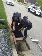 Windsor police officers rescue baby ducklings from a sewer in Windsor, Ont., on Sunday, May 15. (Courtesy Windsor police)