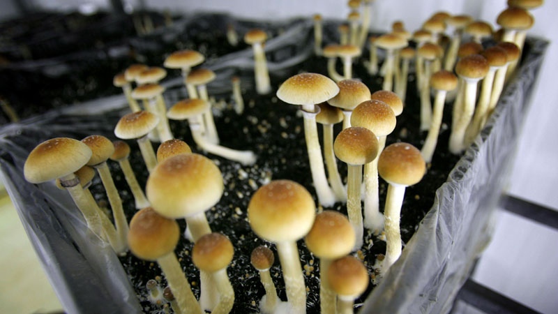 Magic mushrooms psilocybin