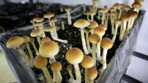 Magic mushrooms are seen in a grow room at the Procare farm in Hazerswoude, central Netherlands in this Aug. 3, 2007 file photo.  (AP /Peter Dejong)