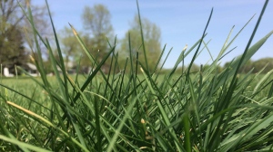Regional parks, like Kildonan Park and St. Vital Park, are mowed more often than every 10 days, the city said.