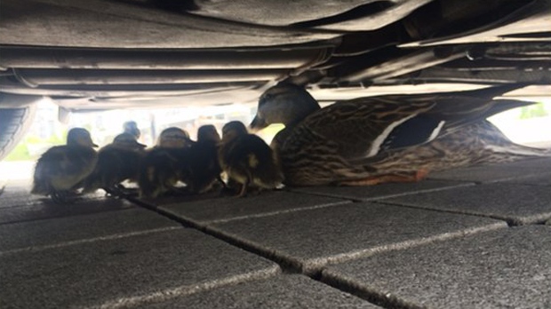 ducklings hide from hawk under car