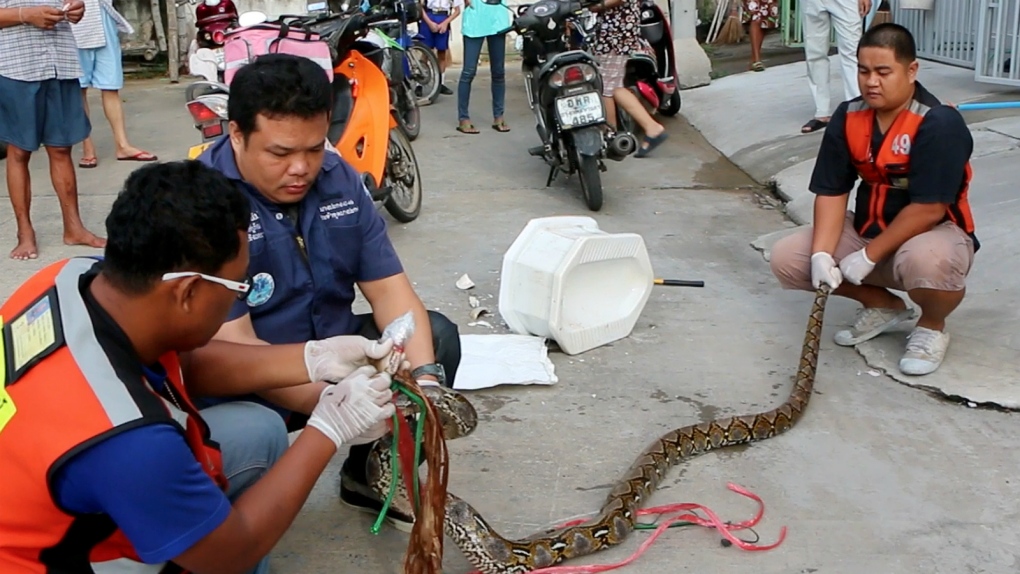 Snake attacks Thai man on toilet