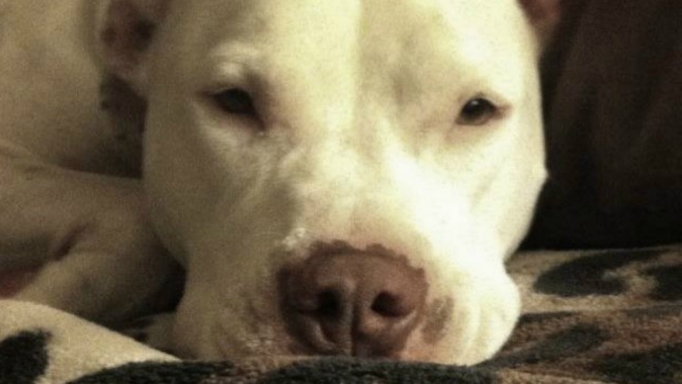 Pet pit bull stuck in legal limbo