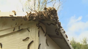 Caterpillars are covering Manitoba backyards and trees, but University of Manitoba entomologist Rob Currie said the worst of the forest tent caterpillar infestation could be yet to come.
