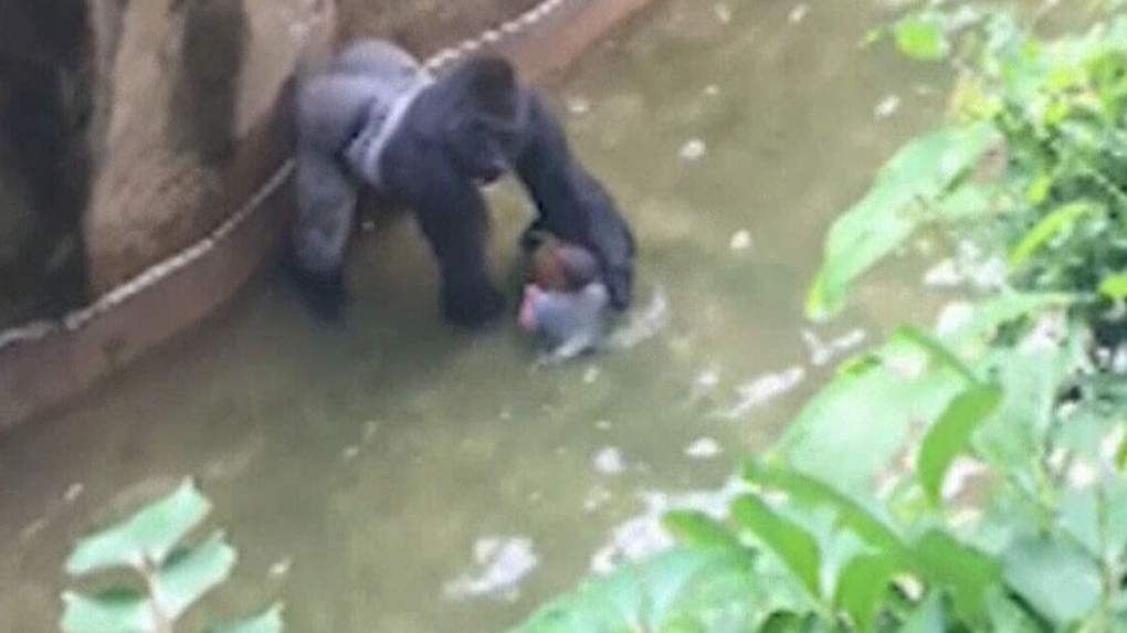 Gorilla shot dead at Cincinnati Zoo