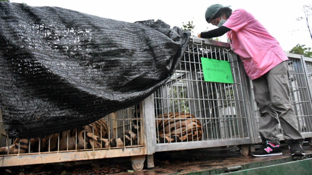 Tigers removed from Thai temple