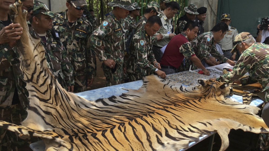 Tiger skins found from Thai temple