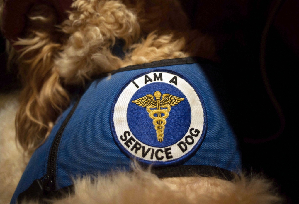 service dog