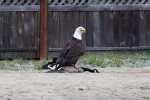 Some are calling it the latest symbolic battle between Canada and the United States – but it didn’t take place on the ice. Lisa Bell, an amateur photographer from Bowser, B.C. snapped a series of once-in-a-lifetime photos when she caught a bald eagle terrorizing a Canada goose. June 5, 2016. (Courtesy Lisa Bell)