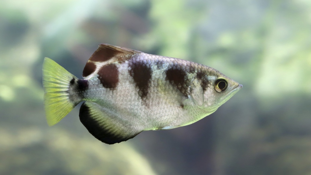 Tropical fish can recognize human faces
