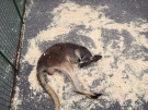 A kangaroo is shown lying in the sun at the Aurora Chamber of Commerce street festival in Aurora, Ont., on Sunday, June 5, 2016, in this handout photo. (The Canadian Press/HO - Jonathon Cole)