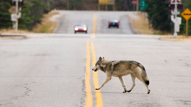 parks canada, wolf, tunnel mountain, bow valley pa