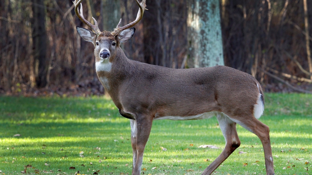 Deer attacks Ohio woman