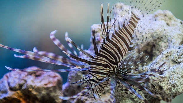 Lionfish has been eaten in Japan for years. (AFP Photo /Yamil Lage)