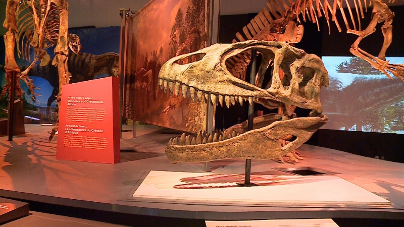 A dinosaur skull on display at the Canadian Museum of Nature in Ottawa, June 10, 2016