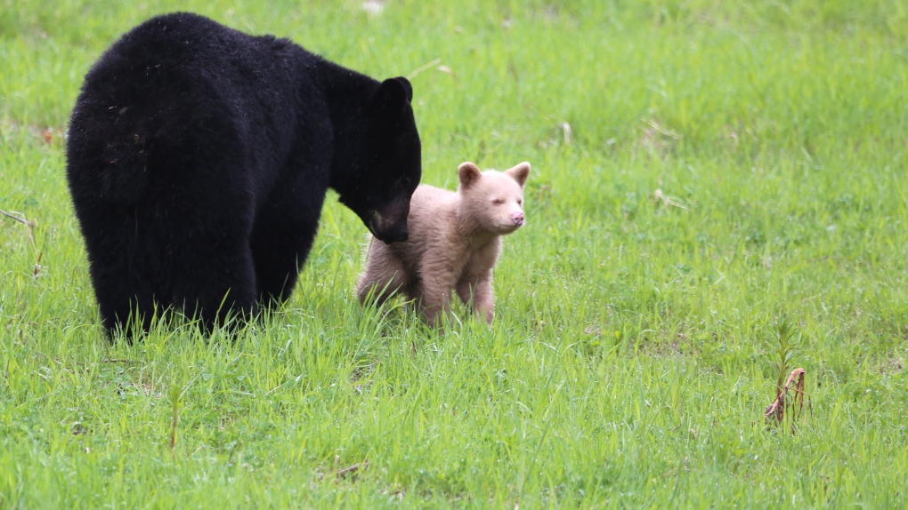 Cream-coloured black bear cub, Whistler