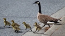 This file photo shows Canada geese goslings leap off a curb while crossing a road in May 2016. (THE CANADIAN PRESS/Darryl Dyck)