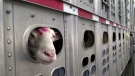 A sheep peers out from a trailer. (AP Photo/Toby Talbot)