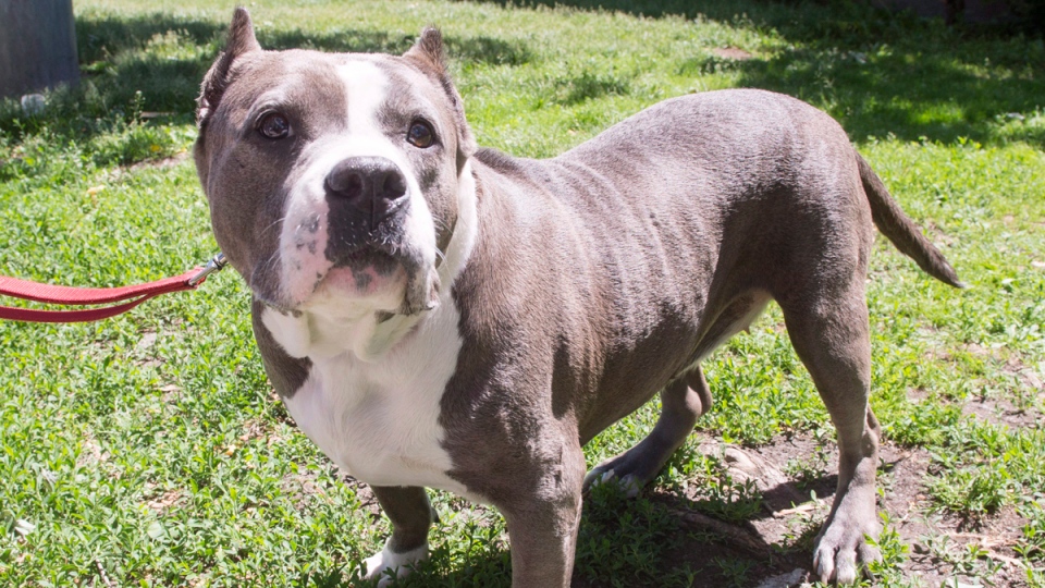 Top 10 Reasons Why You Can’t Trust Pit Bulls
