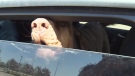 CTV Kitchener: Dogs in hot cars