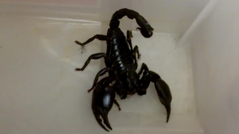 A scorpion recovered from a woman's apartment is shown at the Owen Sound Police department. (Owen Sound Police / YouTube)