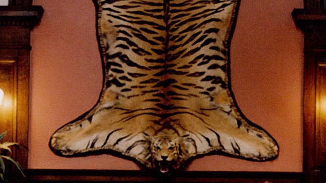 Stolen tiger skin from Bengal Lounge in Victoria