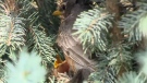 Robin family in a spruce tree at Golden Acre